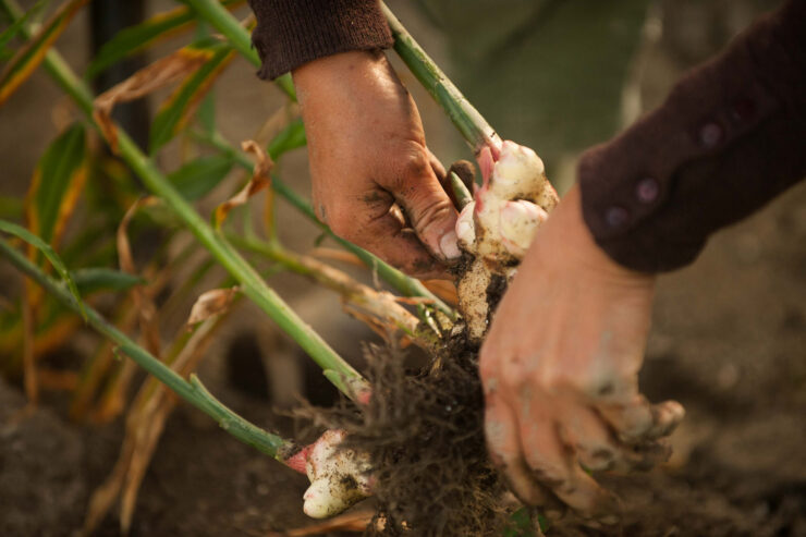 person harvesting ginger