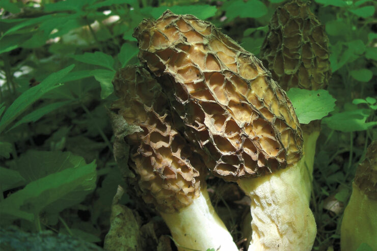 a group of morel mushrooms growing in the wild