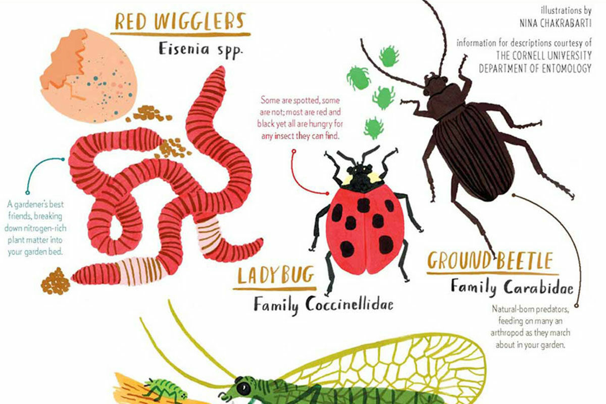 an illustration of common bugs found in a garden