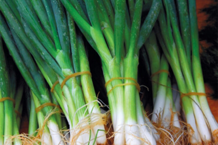 row of scallions tied up in bundles