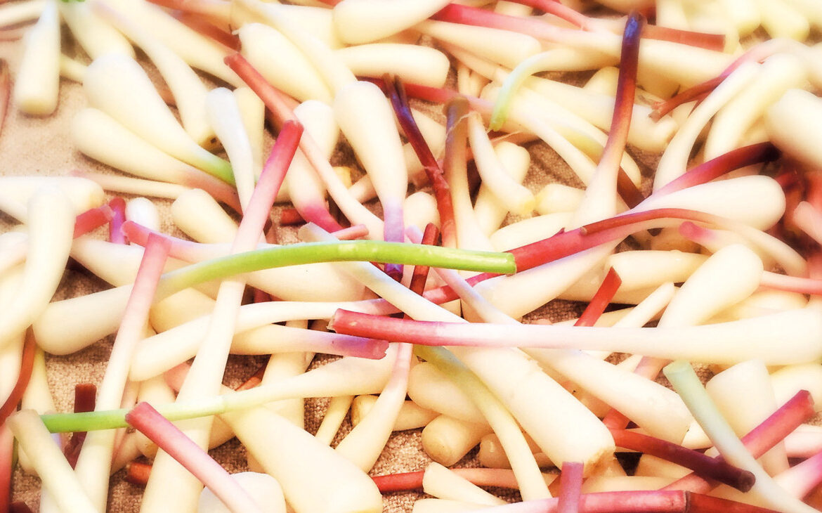 a close-up of recently foraged ramps