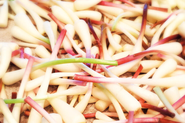 a close-up of recently foraged ramps